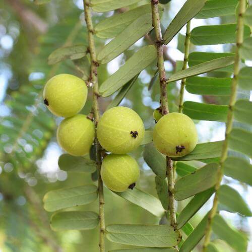 Amalaki – India mennyei gyömölcse